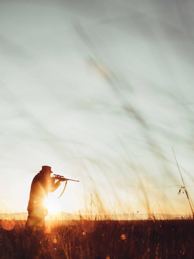 Hunter loading sniper and shooting prey in long grass in sunrise